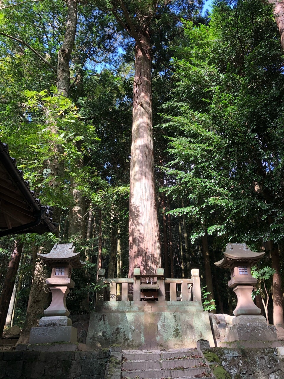 丹部神社｜巨大な杉の木に宿るのは夜を守護する神様！